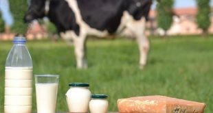 Lý do gây dị ứng đạm sữa bò ở bé là gì?